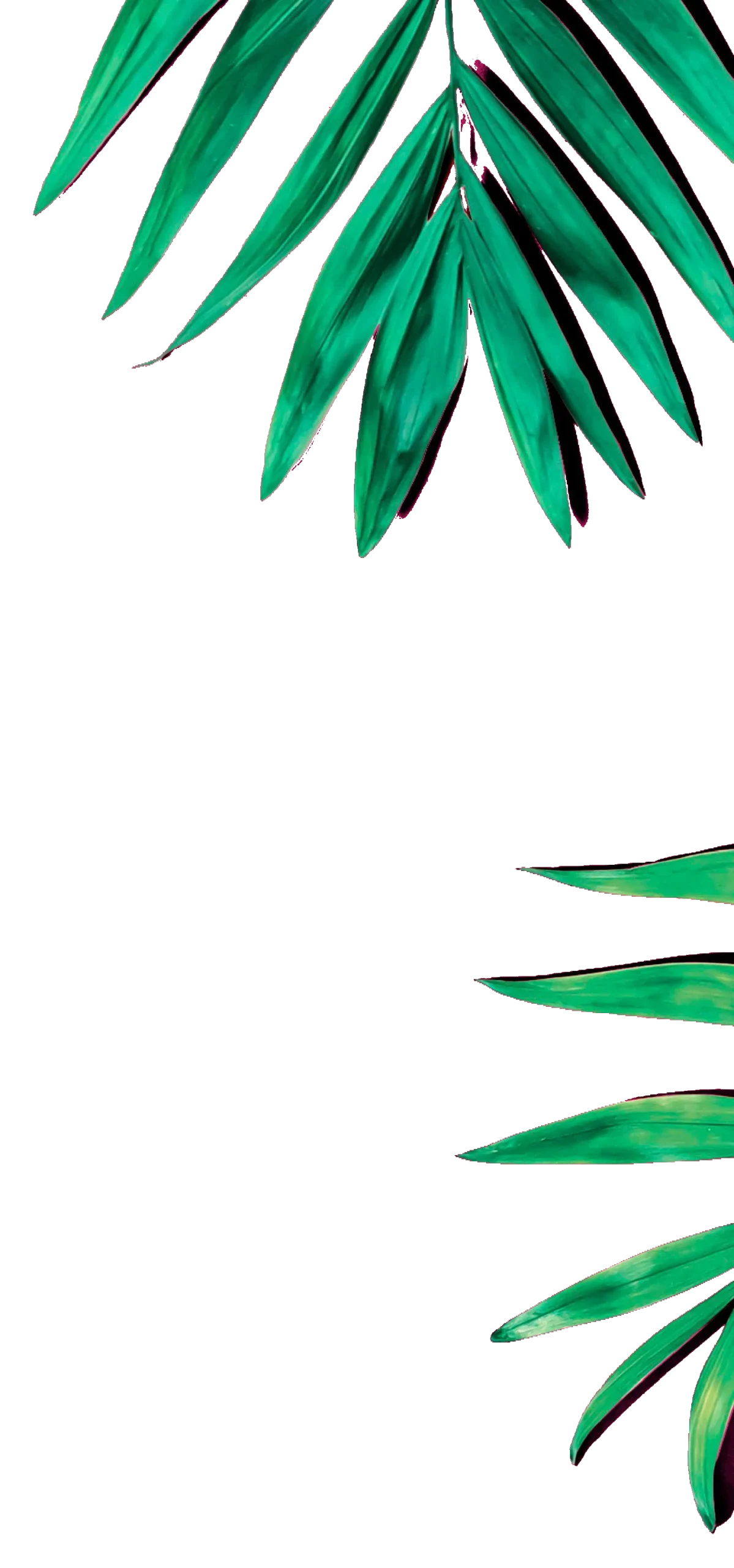  Partially visible green leaves on a pink background